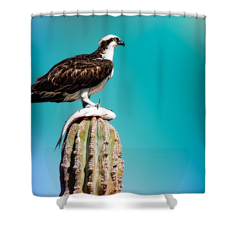 Desert Shower Curtain featuring the photograph Desert Hunter - An Osprey with its Prey by Bonny Puckett