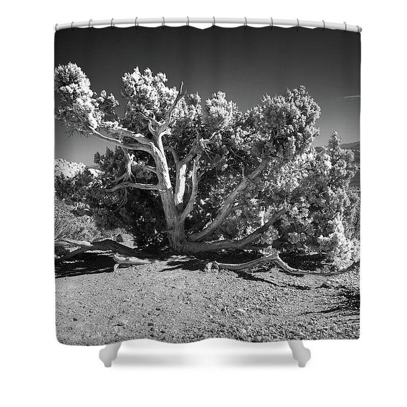 Navajo Indians Shower Curtain featuring the photograph Desert Juniper Tree BW by Anthony Sacco