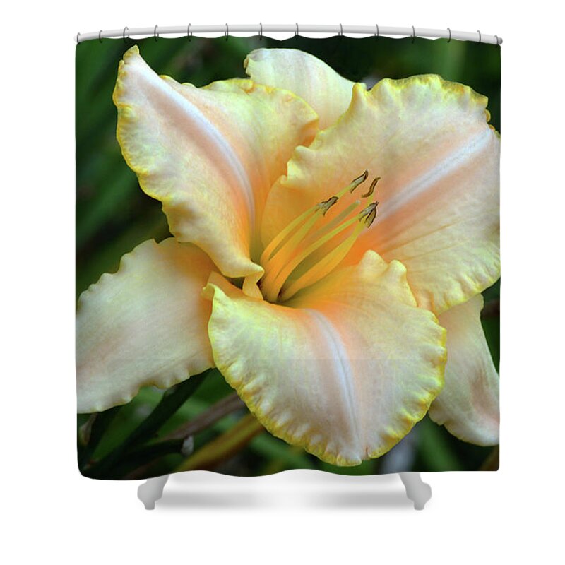 Daylily Shower Curtain featuring the photograph Desirable Daylily. by Terence Davis