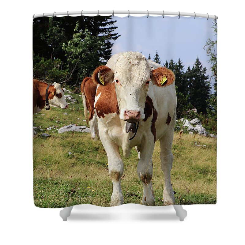 Hochkar Shower Curtain featuring the photograph Detail on Pinzgauer cattle cow on meadows in the Austrian Alps. beautiful brown and white organizes the freshest grass without harmful substances. Hochkar mountain, Austria by Vaclav Sonnek