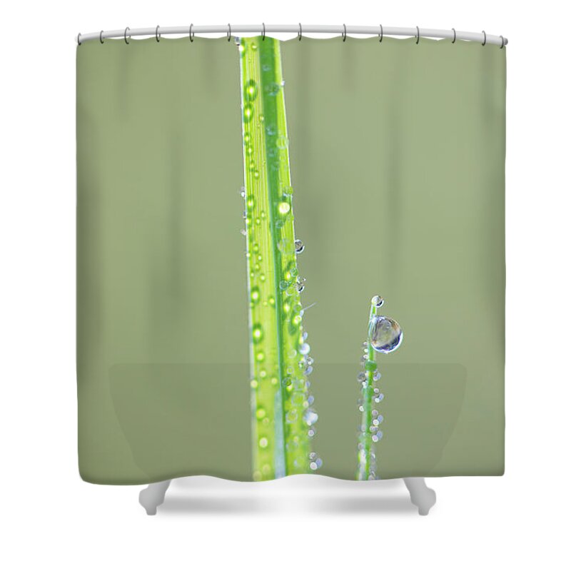 Dew Shower Curtain featuring the photograph Dew Drop On Grass by Phil And Karen Rispin