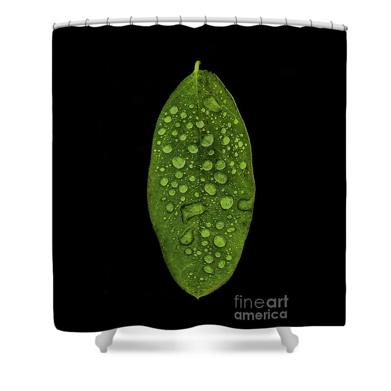 Green Shower Curtain featuring the photograph Dewdrops on a Leaf 2 by Coral Stengel