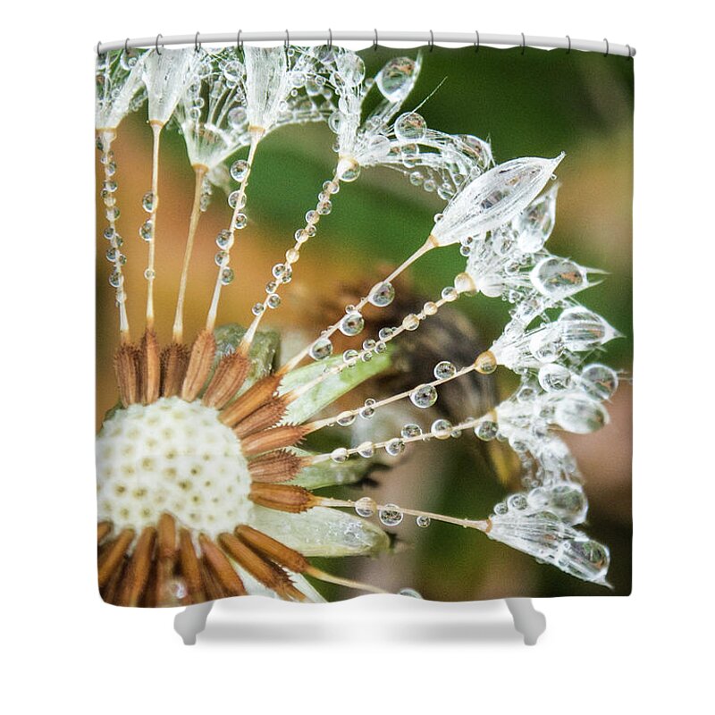 Closeup Shower Curtain featuring the photograph Dewy Diamond Dandelion 1 of 12 by Cheryl McClure