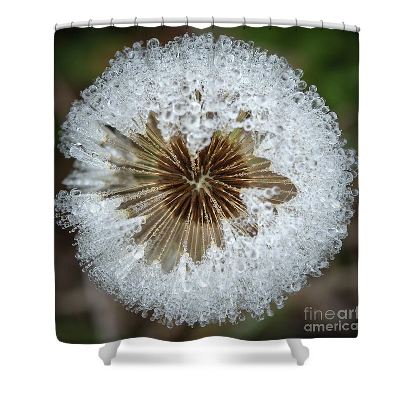 Closeup Shower Curtain featuring the photograph Dewy Diamond Dandelion 9 of 12 by Cheryl McClure