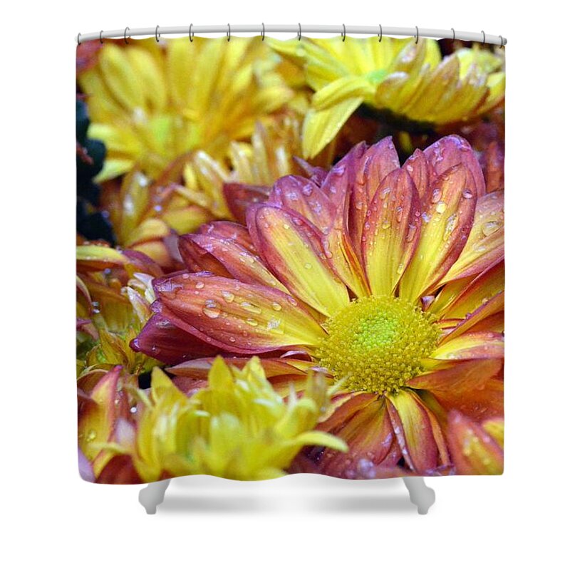 Daisy Shower Curtain featuring the photograph Dewy Pink and Yellow Daisies 1 by Amy Fose