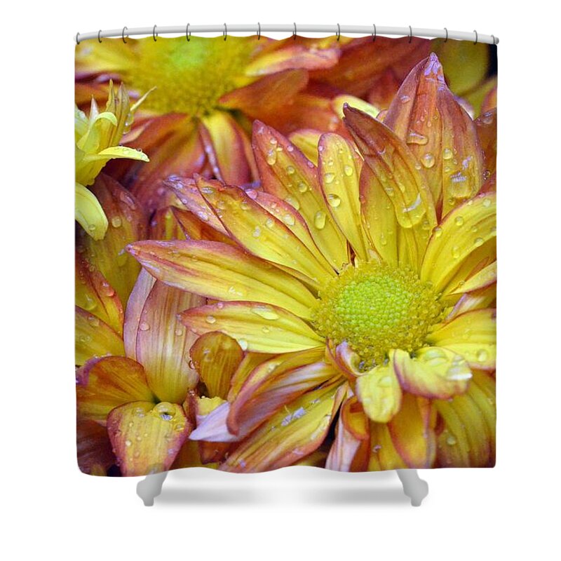 Daisy Shower Curtain featuring the photograph Dewy Pink and Yellow Daisies 2 by Amy Fose
