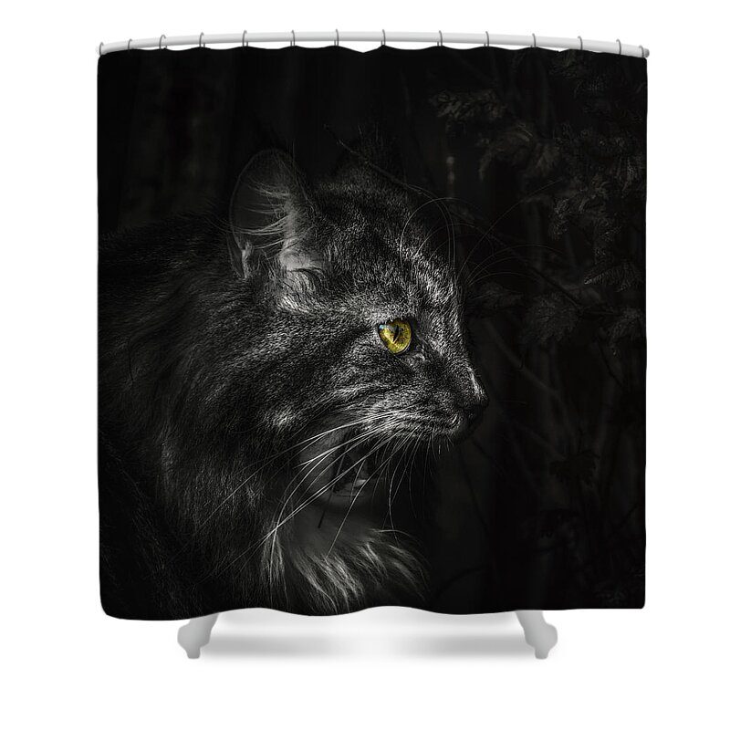 Cat Shower Curtain featuring the photograph Dexter 2 by Jaroslav Buna