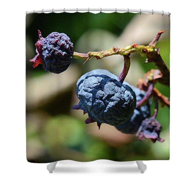 Blueberries Shower Curtain featuring the photograph Dried on the Vine by Steven Nelson