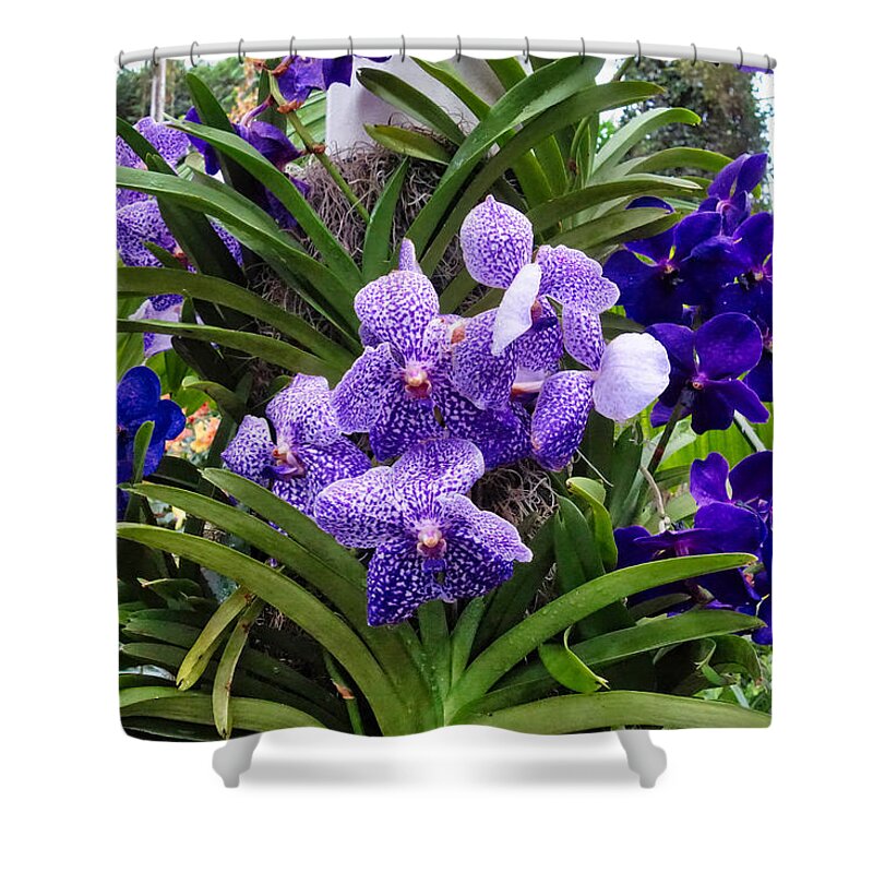 Flora Shower Curtain featuring the photograph Different Shades of Violet by Russel Considine