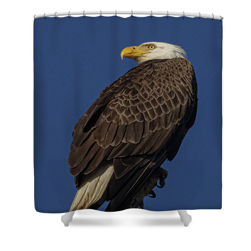 Minnowbrook Eagle Shower Curtain featuring the photograph Diligence by Al Griffin