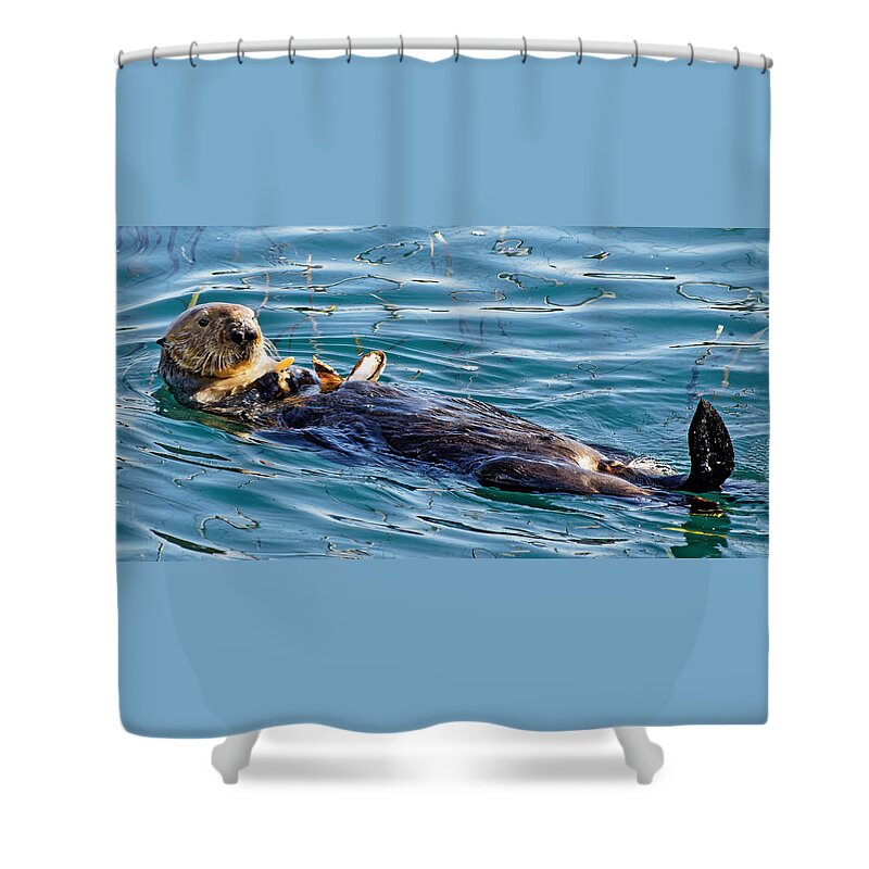 Kj Swan Aquatic Animals Shower Curtain featuring the photograph Dining Al Fresco - Sea Otter by KJ Swan