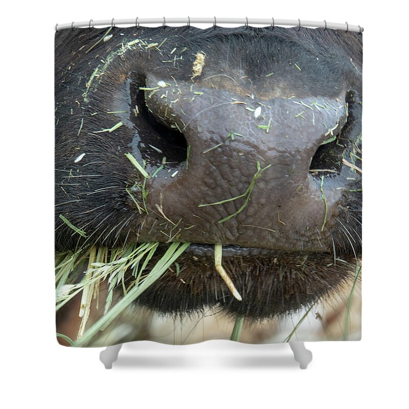 Cow Shower Curtain featuring the photograph Oh, Barnyard Smells by Leslie Struxness