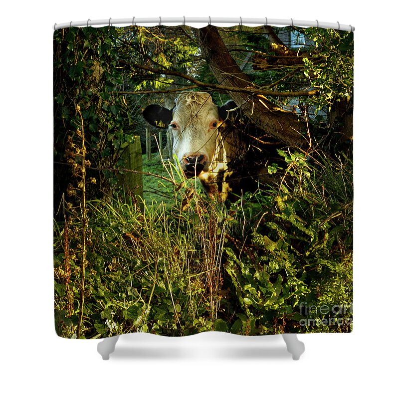 Square Shower Curtain featuring the photograph Do I Know You? by Catherine Sullivan