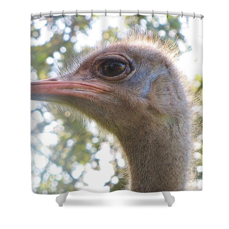 African Flightless Bird Shower Curtain featuring the photograph Do You See What I See? by World Reflections By Sharon