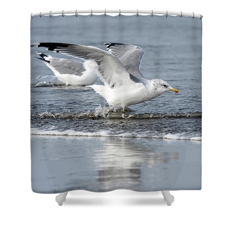 Adult Plumage Shower Curtain featuring the photograph Dodging Waves by Robert Potts