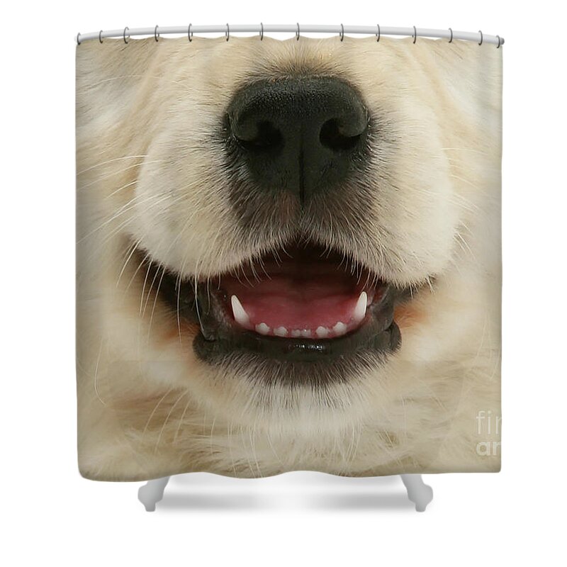  Shower Curtain featuring the photograph Dog 08 by Warren Photographic