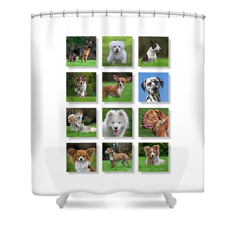 Collage Shower Curtain featuring the photograph Dog Breeds by Arterra Picture Library