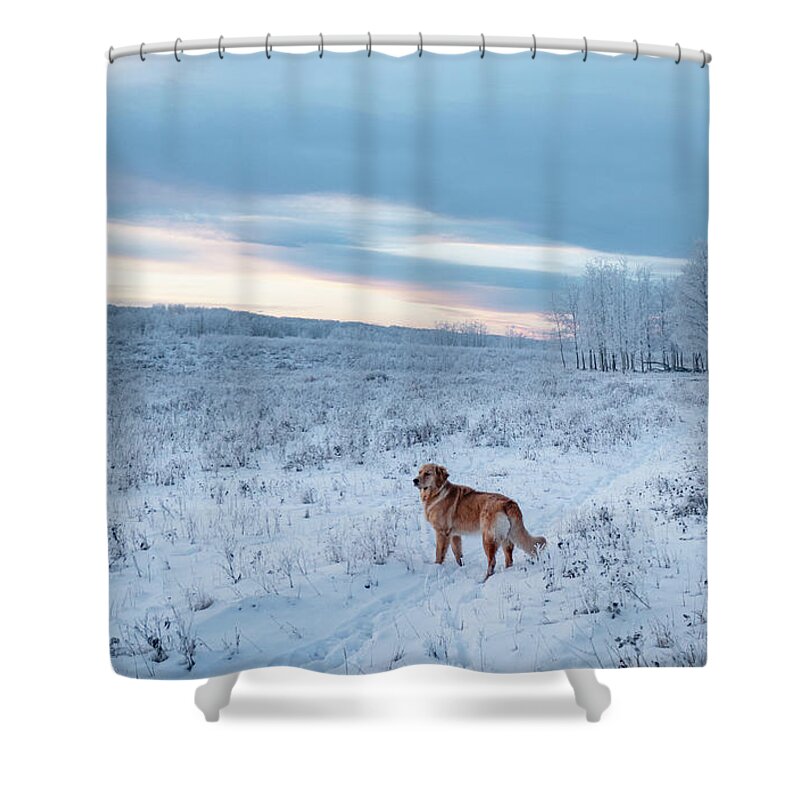 Dog Shower Curtain featuring the photograph Dog in an Alberta winter pasture by Karen Rispin