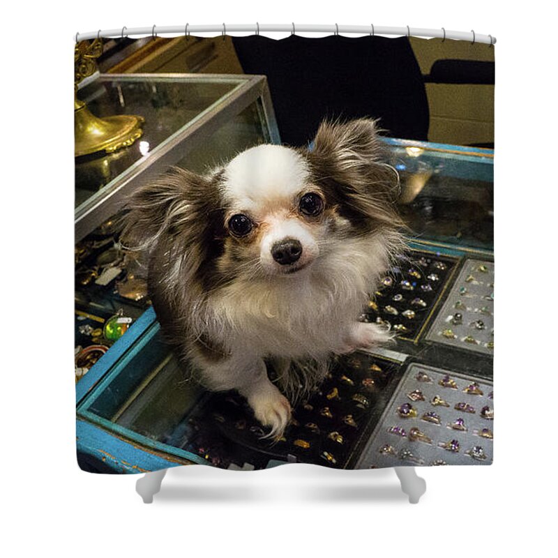 Dog Antique Shop Wilmington Illinois Shower Curtain featuring the photograph Dog in an Antique Shop - Wilmington, Illinois by David Morehead