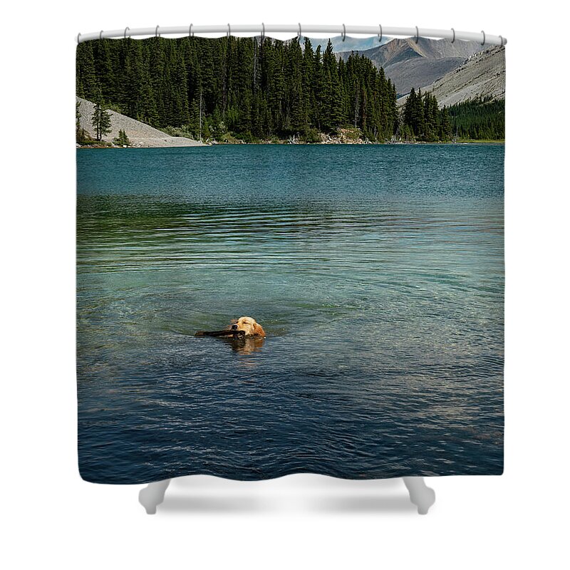 Dog Shower Curtain featuring the photograph Dog in Elbow Lake, Alberta by Karen Rispin