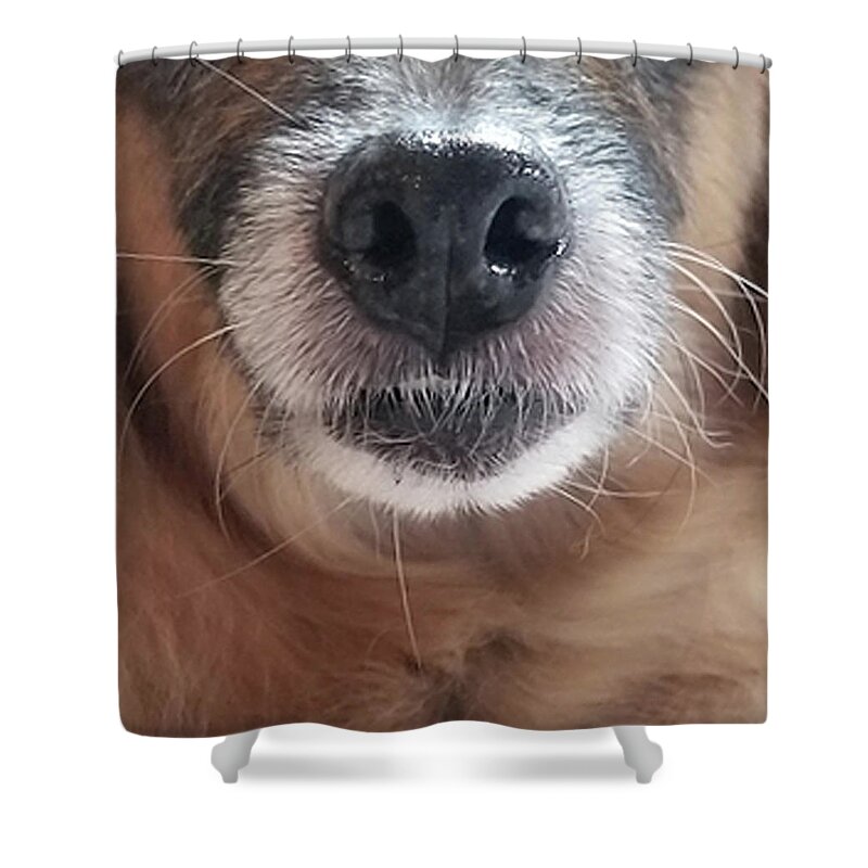Dog Shower Curtain featuring the painting Dog Mask-Bits by Nadi Spencer