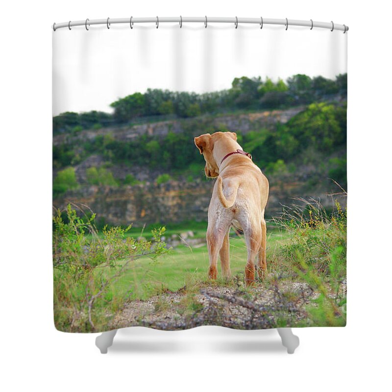 Dogs Shower Curtain featuring the photograph Doggie Adventure by Renee Spade Photography