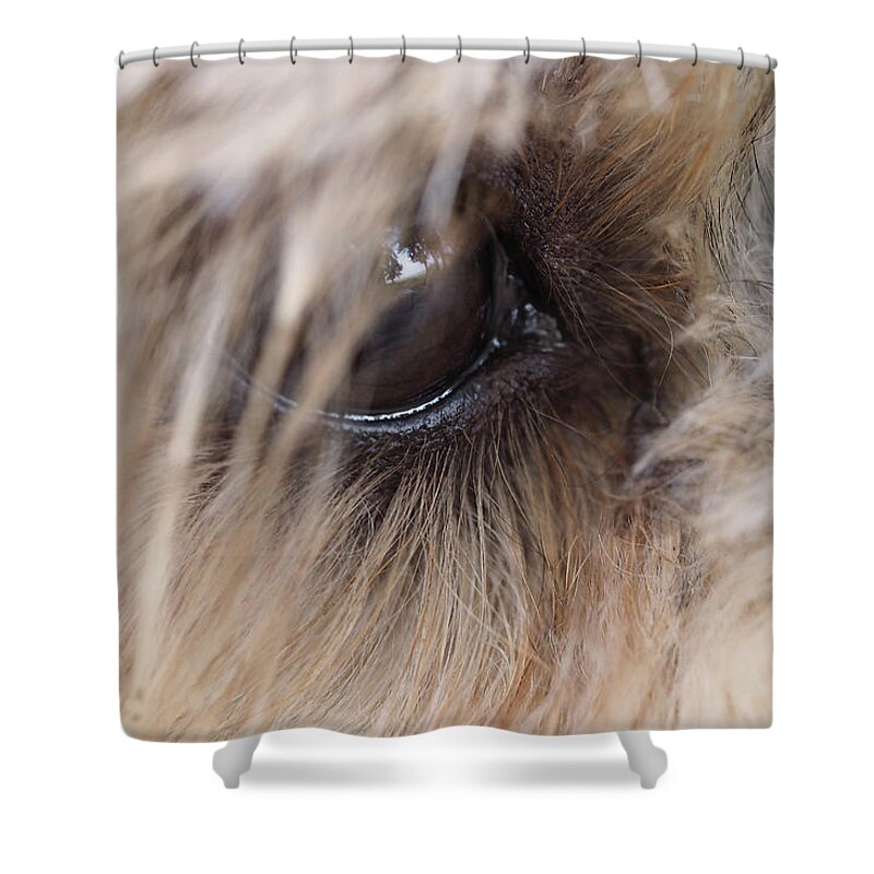 Dog Shower Curtain featuring the painting Dog's eye by Sv Bell