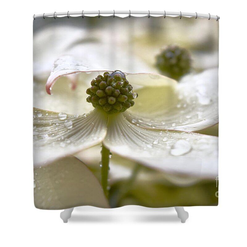 Kousa Dogwood Shower Curtain featuring the photograph Dogwood Delicate Raindrops by Debra Banks