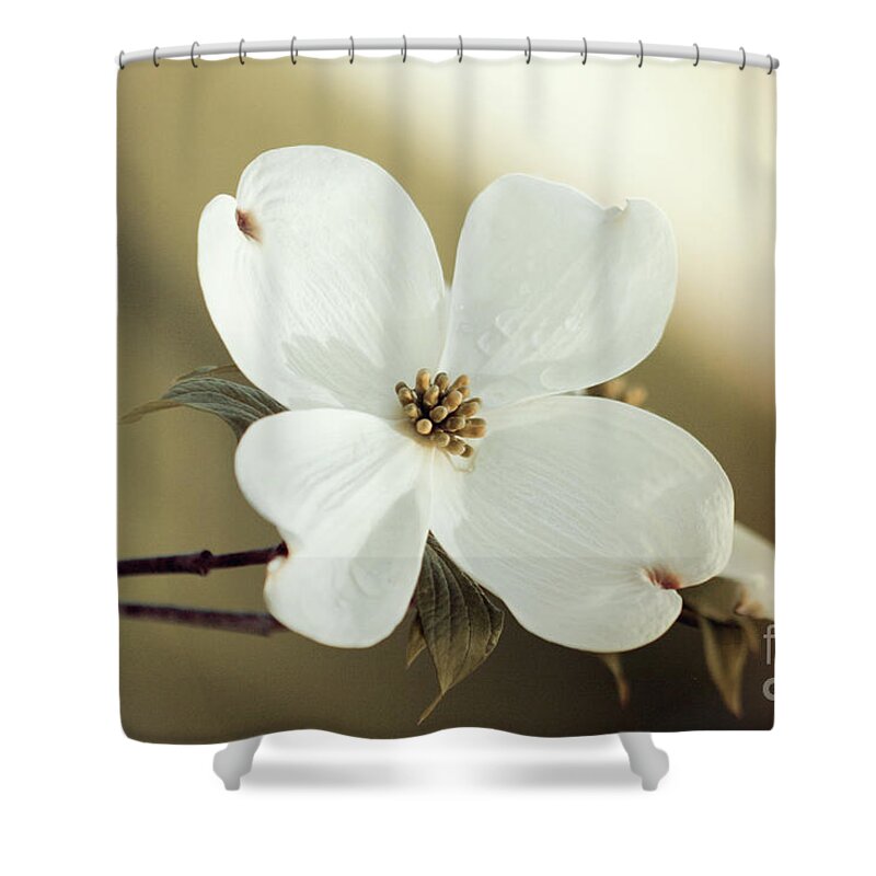 Dogwood; Dogwood Blossom; Blossom; Flower; Vintage; Macro; Close Up; Petals; Green; White; Calm; Horizontal; Leaves; Tree; Branches Shower Curtain featuring the photograph Dogwood in Autumn Hues by Tina Uihlein