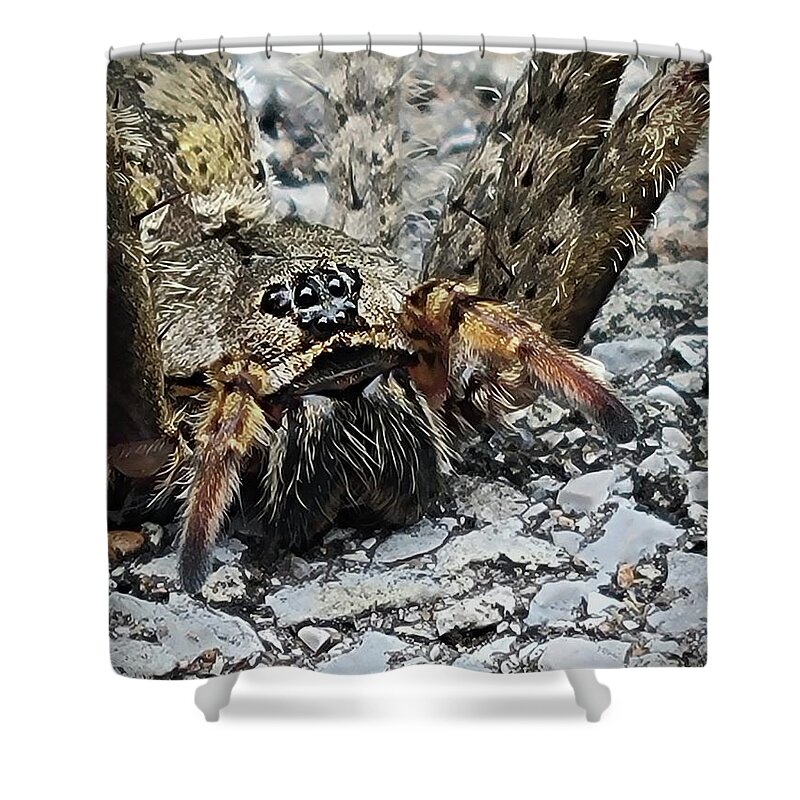 Fishing Spider Shower Curtain featuring the photograph Dolomedes Tenebrosus by Ally White