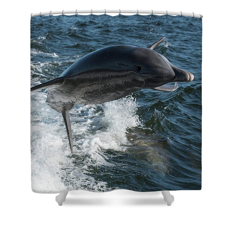 Dolphins Shower Curtain featuring the photograph Dolphin -  Mid-air Flip by Janice Adomeit