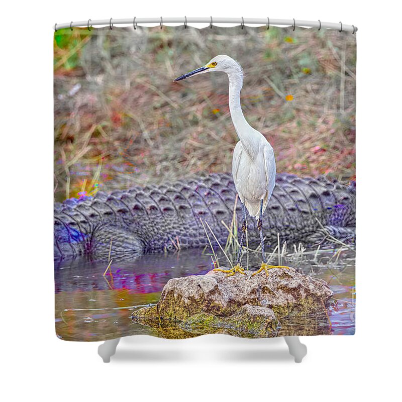 Alligators Shower Curtain featuring the photograph Dont Back Up by Judy Kay