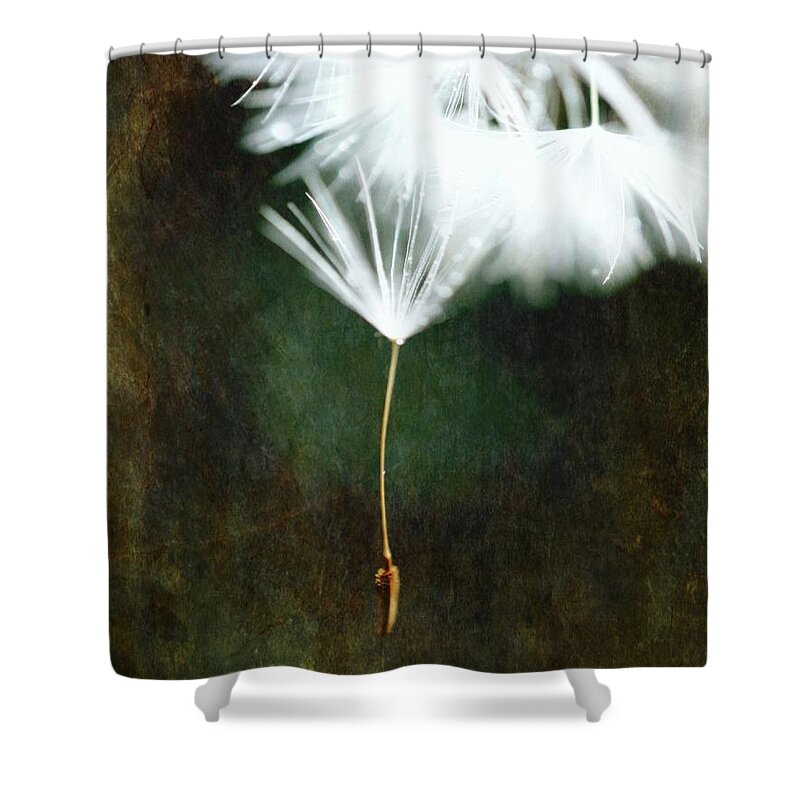 Don't Let Me Fall Shower Curtain featuring the photograph Don't let me fall - Dandelion Art #2 by Marianna Mills