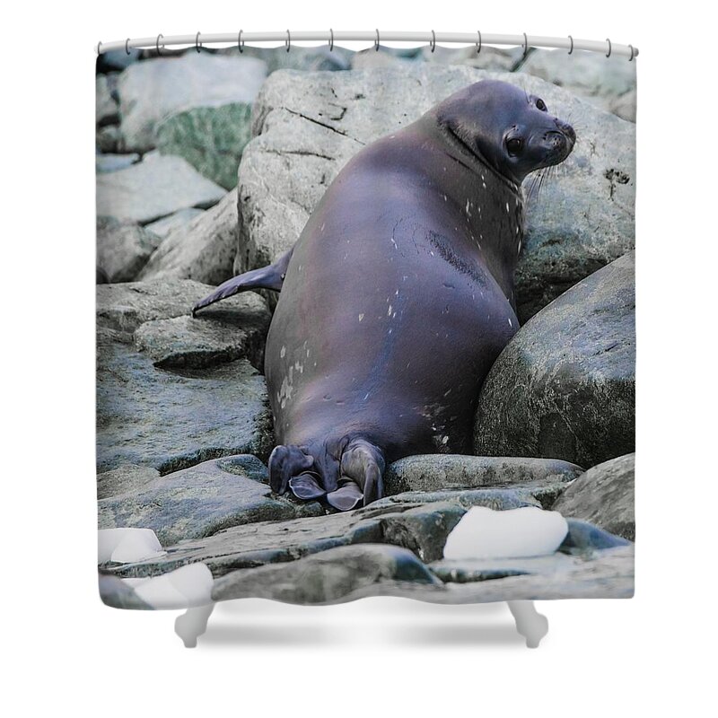 03feb20 Shower Curtain featuring the photograph Don't Look Back - Leopard Seal by Jeff at JSJ Photography
