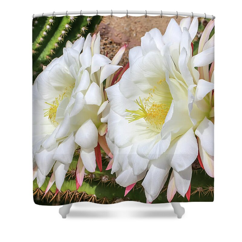 Argentine Giant Cactus Shower Curtain featuring the photograph Double Argentine Cactus Blooms by Dawn Richards