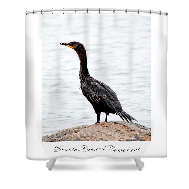 Bird Shower Curtain featuring the photograph Double-Crested Comorant by Dianne Morgado