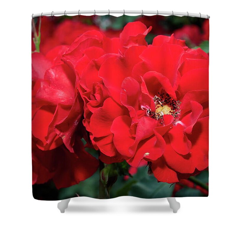 Finland Shower Curtain featuring the photograph Double red roses by Jouko Lehto