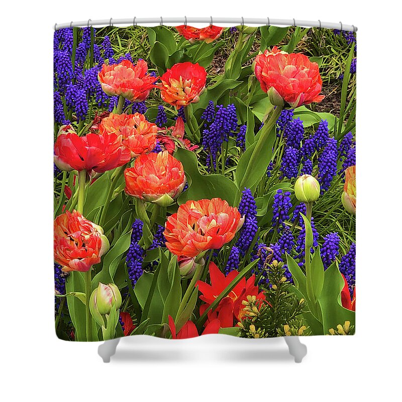  Shower Curtain featuring the photograph Double Tulips with Grape Hyacinths by Polly Castor