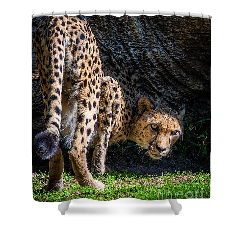 Animals Shower Curtain featuring the photograph Down-low Cheetah by David Levin