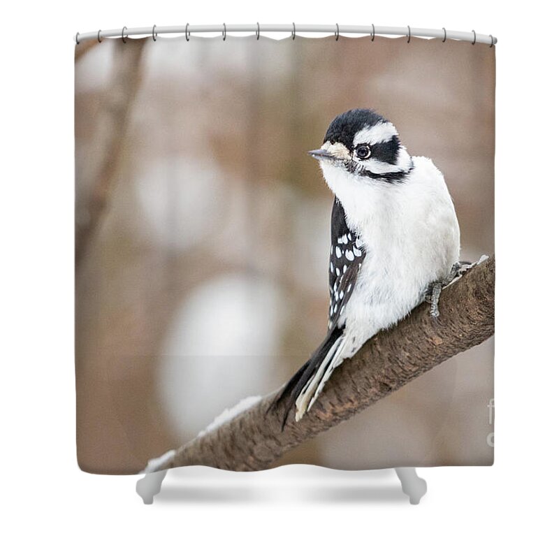 Downy Woodpecker Shower Curtain featuring the photograph Downy in the Snow I by Alyssa Tumale