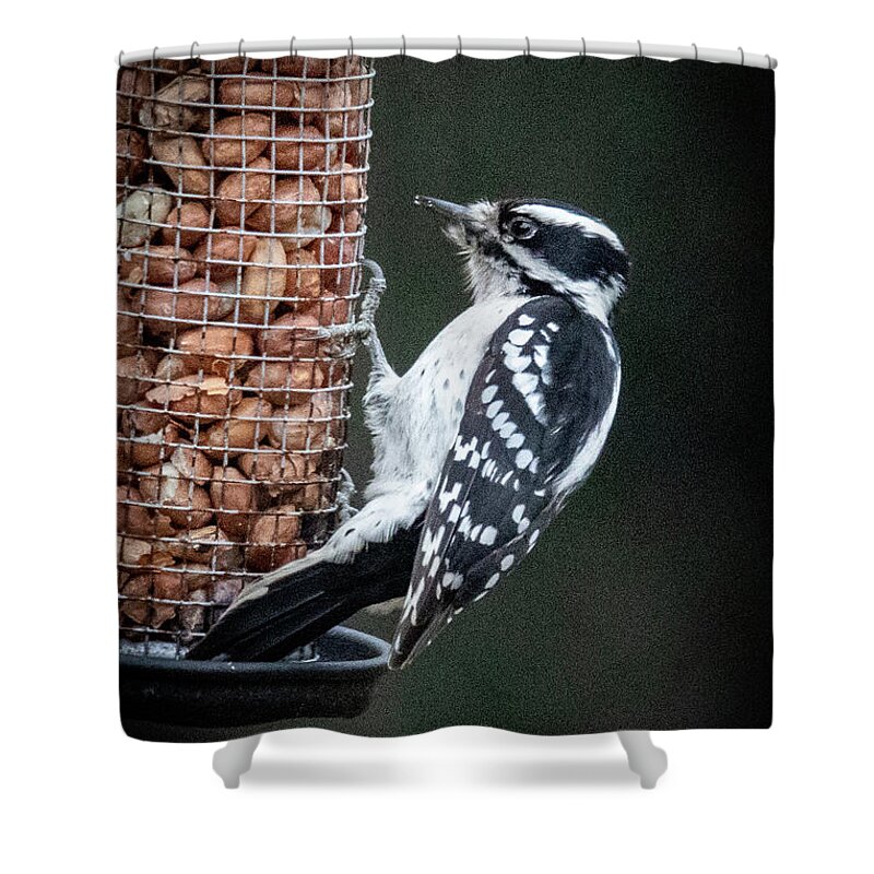 2019 Shower Curtain featuring the photograph Downy Woodpecker 1 by Gerri Bigler