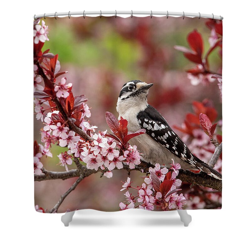 Downy Woodpecker Shower Curtain featuring the photograph Downy Woodpecker With Blossoms by Lara Ellis