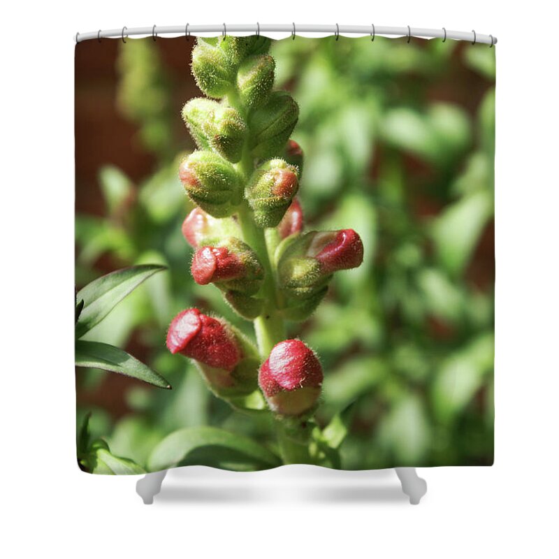  Shower Curtain featuring the photograph Dragon Buds by Heather E Harman