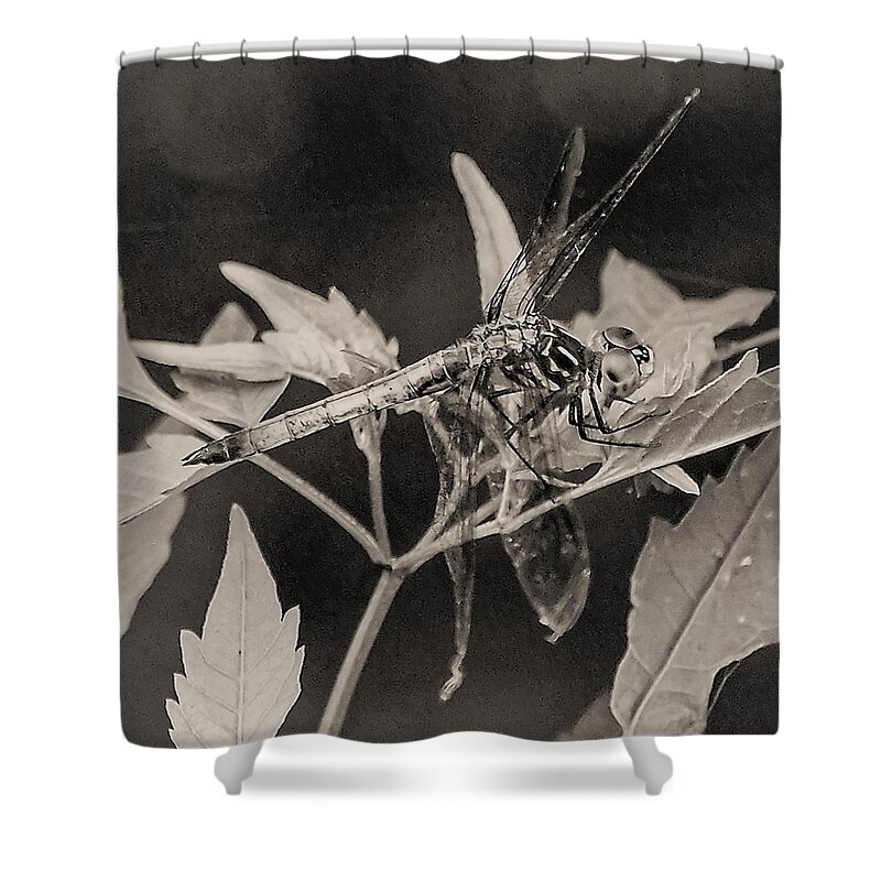 Dragon Fly Leaves Close Black White Shower Curtain featuring the photograph Dragon Fly by John Linnemeyer