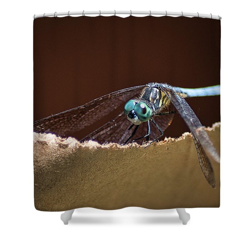 Insect Shower Curtain featuring the photograph Dragonfly Eyes by Portia Olaughlin
