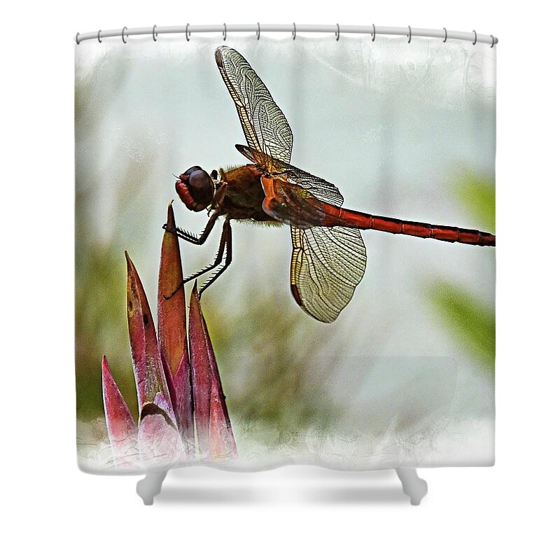 Dragonfly Shower Curtain featuring the photograph Dragonfly with vignette by Bill Barber
