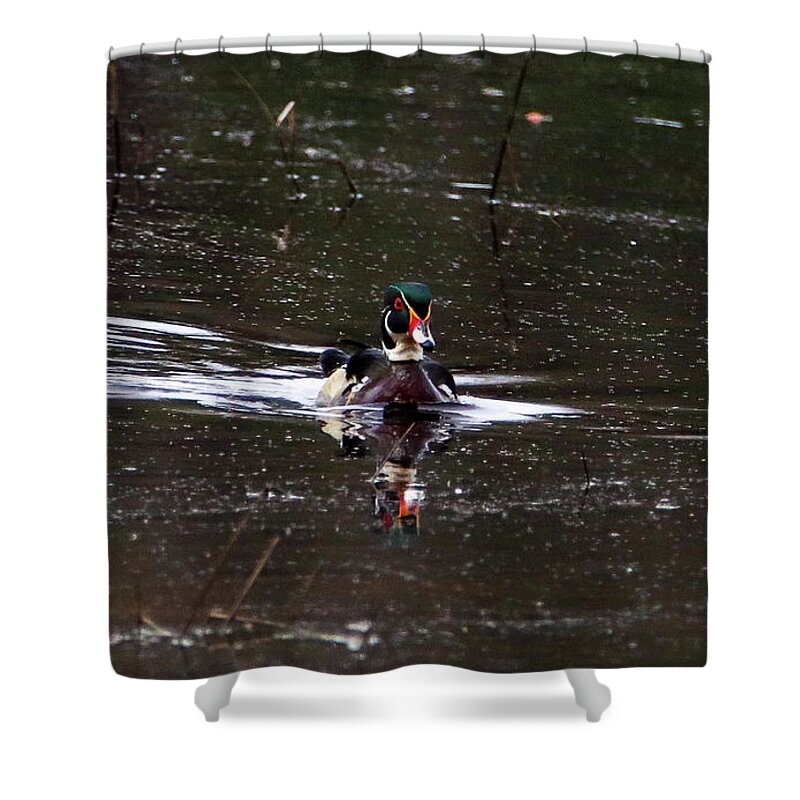 Woody Shower Curtain featuring the photograph Drake Wood Duck by David Kipp