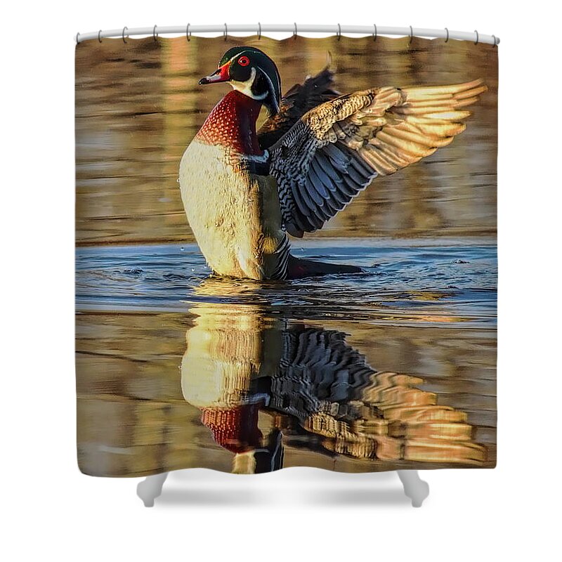 Waterfowl Shower Curtain featuring the photograph Drake Wood Duck Stretching by Dale Kauzlaric
