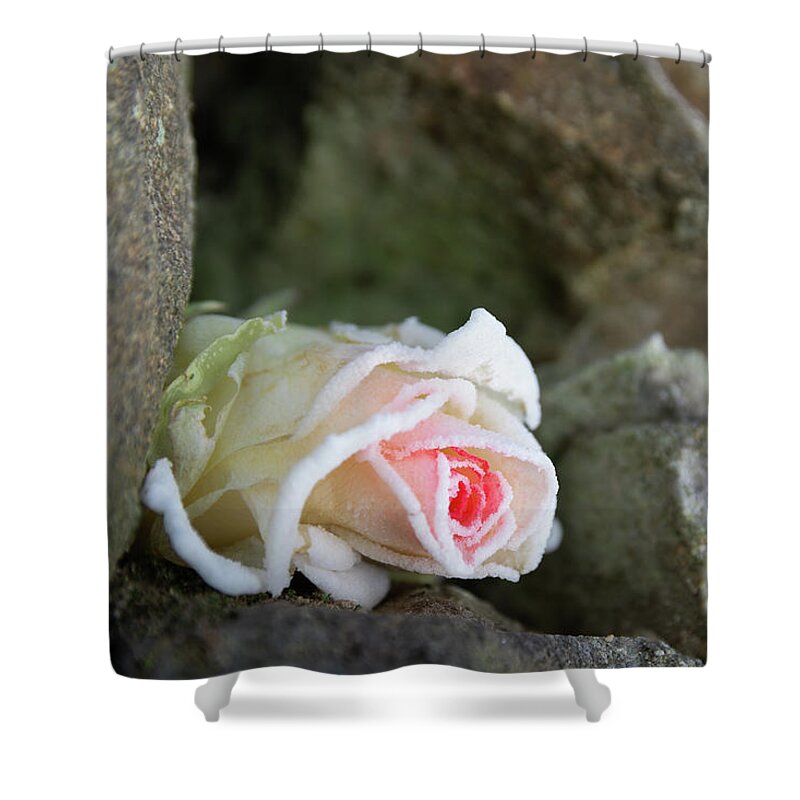 Rose Shower Curtain featuring the photograph Dream of the ice princess 2 by Adriana Mueller