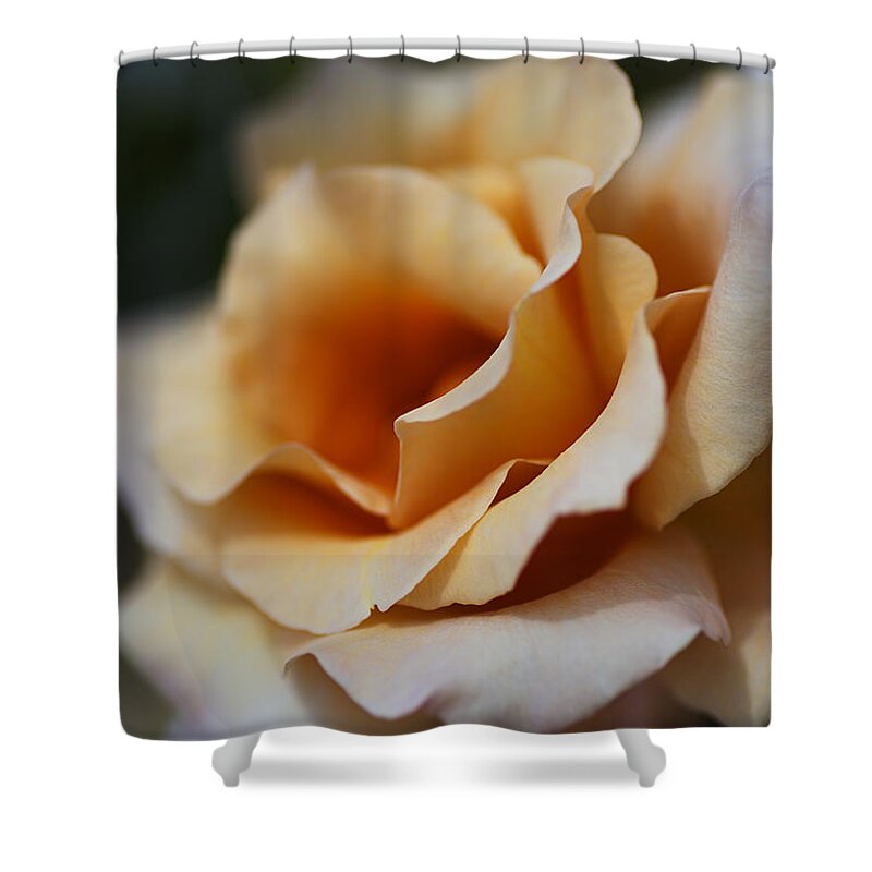 Julia's Rose Flower Shower Curtain featuring the photograph Dreaming Coffee Rose by Joy Watson